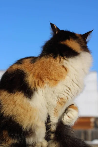 Chlupatý Kočka Péče Lízání Sebe Dřevěné Verandě — Stock fotografie