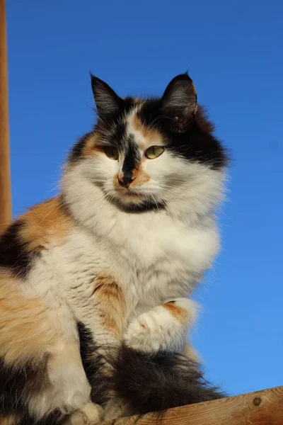 Kattenportret Met Gele Ogen Pluizige Bontsnorharen Houten Veranda — Stockfoto
