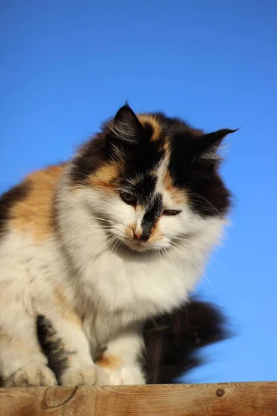 Retrato Gato Con Ojos Amarillos Bigotes Piel Esponjosa Pórtico Madera — Foto de Stock