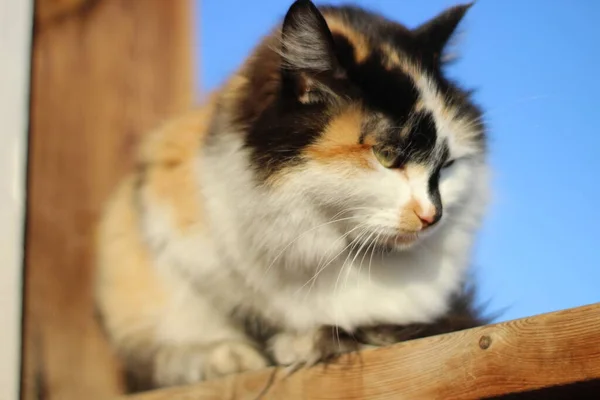 Katzenporträt Mit Gelben Augen Und Flauschigen Pelzschnurrhaaren Auf Holzveranda — Stockfoto