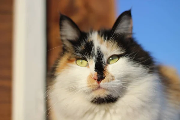 Kattenportret Met Gele Ogen Pluizige Bontsnorharen Houten Veranda — Stockfoto