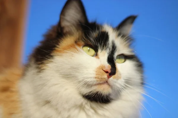 Cat Portrait Yellow Eyes Fluffy Fur Whiskers Wooden Porch — Stock Photo, Image