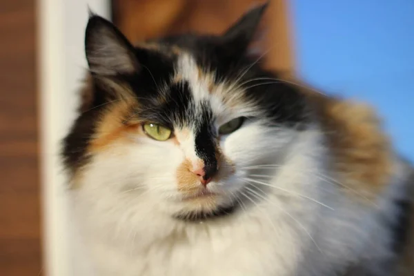 Cat Portrait Yellow Eyes Fluffy Fur Whiskers Wooden Porch — Stock Photo, Image