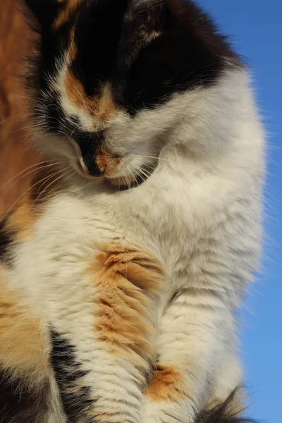 Flauschige Katze Pflegt Sich Auf Holzveranda — Stockfoto