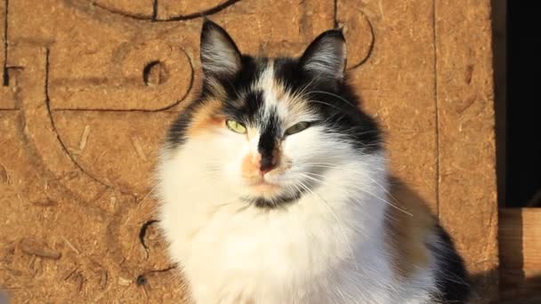 Film Kotem Żółtymi Oczami Opalającymi Się Puszystymi Wąsami Drewnianej Werandzie — Wideo stockowe