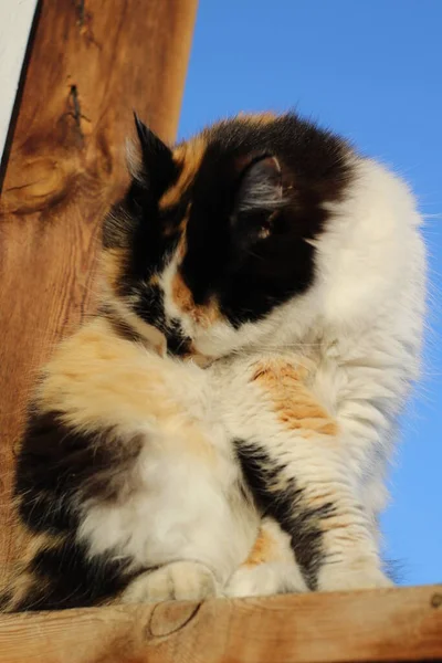 Fluffy Cat Grooming Lamiéndose Misma Porche Madera Contra Cielo Azul — Foto de Stock