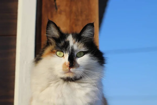 Katzenporträt Mit Gelben Augen Und Flauschigen Pelzschnurrhaaren Auf Holzveranda Vor — Stockfoto