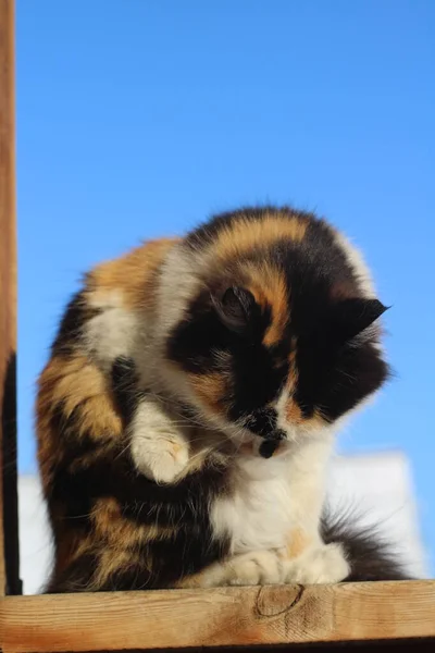 Gato Fofo Aliciando Lambendo Varanda Madeira Contra Céu Azul Claro — Fotografia de Stock