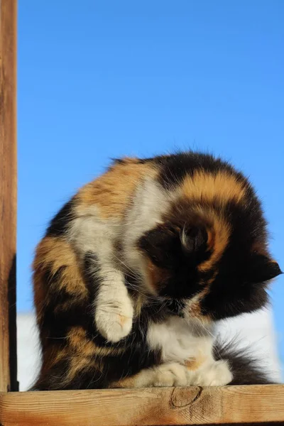 Gato Fofo Aliciando Lambendo Varanda Madeira Contra Céu Azul Claro — Fotografia de Stock