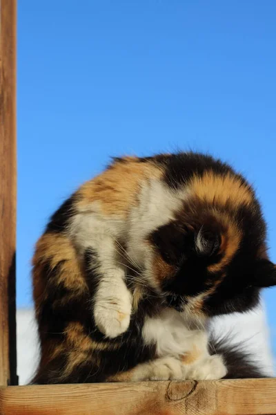 Gato Fofo Aliciando Lambendo Varanda Madeira Contra Céu Azul Claro — Fotografia de Stock