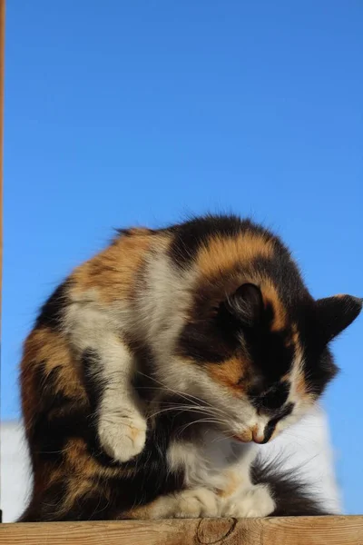 Fluffy Cat Grooming Slickar Sig Själv Träveranda Mot Clear Blue — Stockfoto