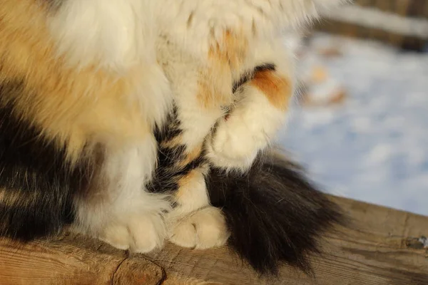 Tricolor Flauschige Katze Niedliche Pfoten Pelz Nahaufnahme Sitzen Auf Holz — Stockfoto