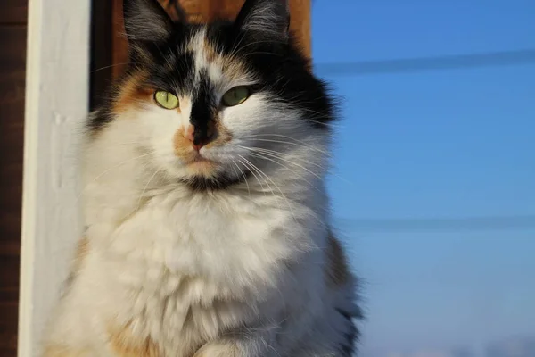 Retrato Gato Con Ojos Amarillos Bigotes Piel Esponjosa Porche Madera —  Fotos de Stock