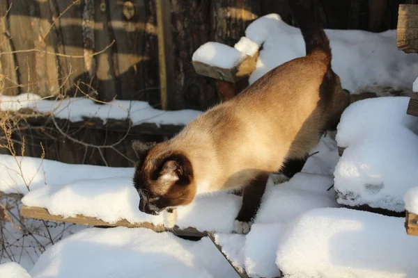 Siamesische Katze Erkunden Schnee Outdoor Niedliche Flauschige Kätzchen Mit Blauen — Stockfoto