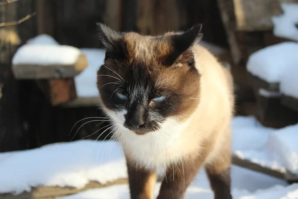Siamesische Katze Erkunden Schnee Outdoor Niedliche Flauschige Kätzchen Mit Blauen — Stockfoto