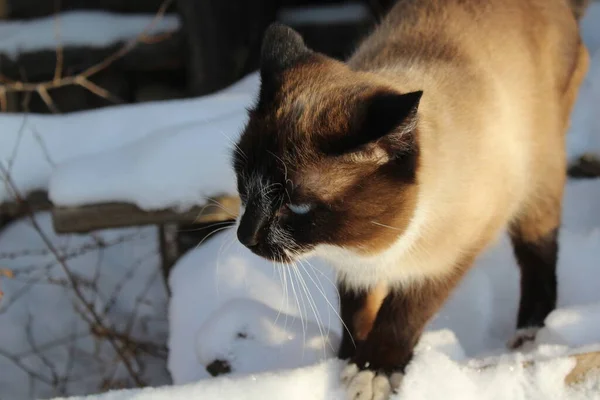 Siamese Katt Utforska Snö Utomhus Söt Fluffig Kattunge Med Blå — Stockfoto