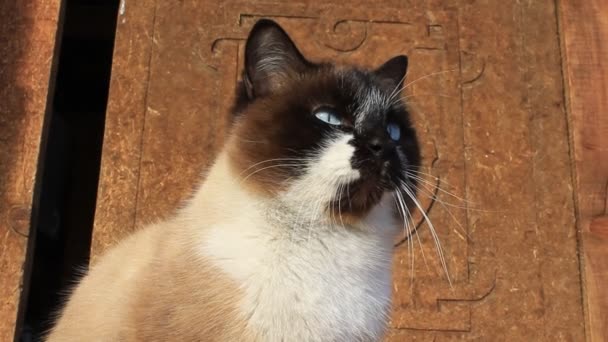 Video Siamese Katt Med Bright Blå Ögon Fluffy Kattunge Brun — Stockvideo
