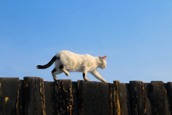Gato Branco Andando Cerca Madeira Luz Sol Inverno Gatinho Fofo — Fotografia de Stock