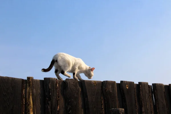 고양이 Wooden Fence Winter Sunlight Fluffy Kitten Black Tail — 스톡 사진