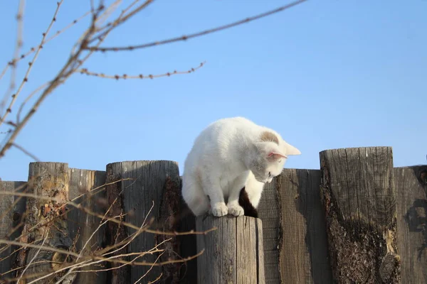 Gatinho Branco Gato Bonito Com Uma Mancha Preta Seu Nariz — Fotografia de Stock