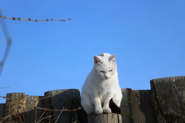 Vit Kattunge Söt Katt Med Svart Fläck Näsan Sitter Ett — Stockfoto