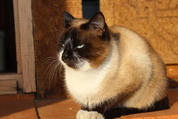 Siamese Cat Bright Blue Eyes Fluffy Kitten Brown White Fur — Stock Photo, Image