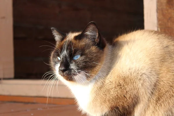 Siamská Kočka Jasně Modrýma Očima Nadýchané Kotě Hnědá Bílá Kožešina — Stock fotografie