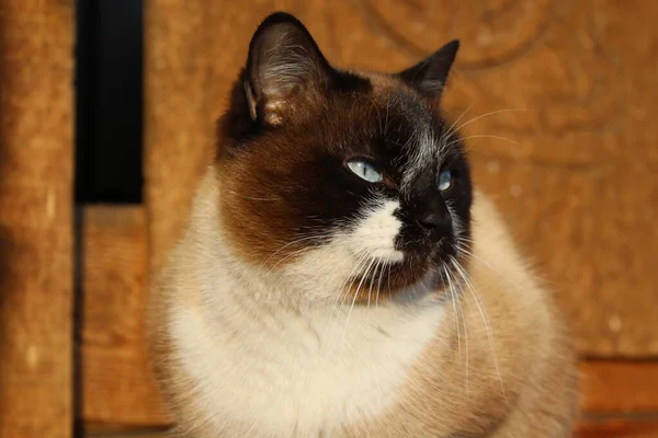 暹罗猫 明亮的蓝眼睛 蓬松的小猫 棕色的白毛和胡须坐在农舍的木门上 — 图库照片