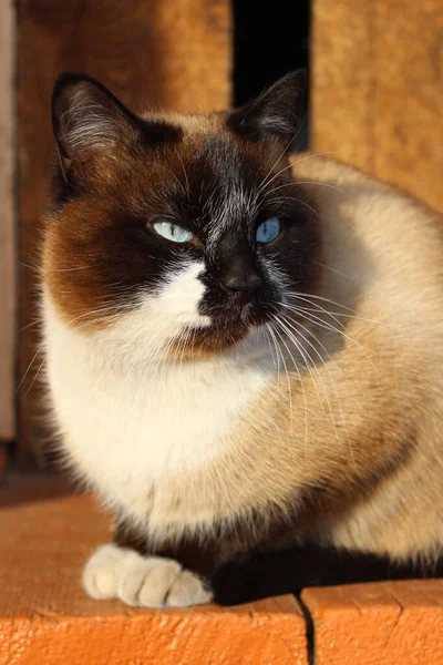 Siamská Kočka Jasně Modrýma Očima Nadýchané Kotě Hnědá Bílá Kožešina — Stock fotografie