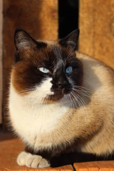 鮮やかなブルーの目をしたシアメーズキャットふわふわの子猫ブラウンの白い毛皮とウィスカ農家の木製のポーチに座って — ストック写真