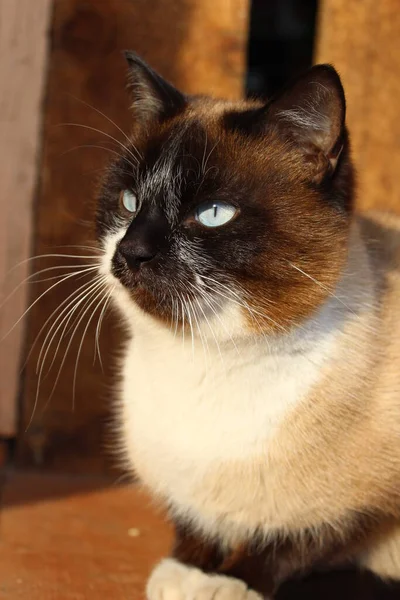 Parlak Mavi Gözlü Siyam Kedisi Pofuduk Kedi Kedicik Kahverengi Beyaz — Stok fotoğraf