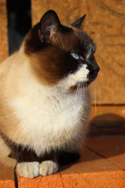 Gato Siamés Con Ojos Azules Brillantes Fluffy Kitten Brown White —  Fotos de Stock