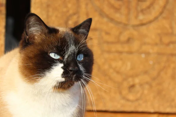 Gato Siamés Con Ojos Azules Brillantes Fluffy Kitten Brown White —  Fotos de Stock