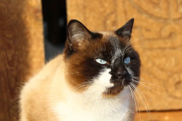 Siamese Cat Bright Blue Eyes Fluffy Brown White Fur Whiskers — стокове фото