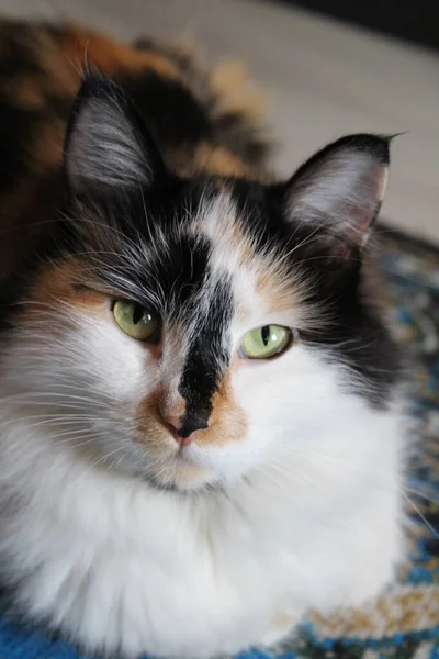 Retrato Gato Con Ojos Amarillos Bigotes Piel Esponjosa Acostado Alfombra — Foto de Stock