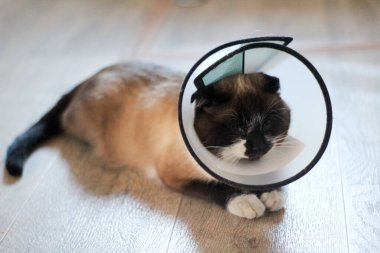 Pet Cone 'lu Siyam Tayland Kedisi Parlak Mavi Gözlü Kedi Yavrusu. Ameliyat Sonrası için Plastik Koruyucu Tasma Isırık Yağı Yarasını Korumak İçin Güvenliği Sağlamak İçin 