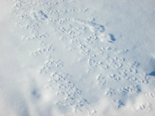 Следы Диких Животных Поверхности Белого Снега Дикой Природе — стоковое фото