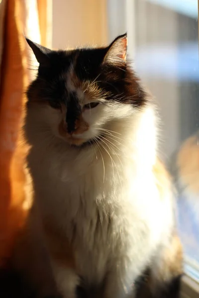 Tricolor Pluizige Kat Met Gele Groene Ogen Zitten Het Venster — Stockfoto