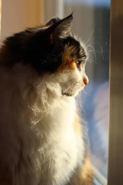 Tricolor Fluffy Cat Con Ojos Verdes Amarillos Mirando Sentado Ventana —  Fotos de Stock