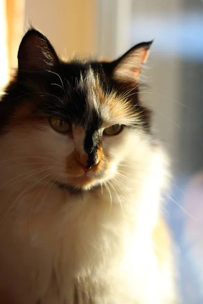 Tricolor Fluffy Cat Yellow Green Eyes Looking Seitting Window Sunset — Stock fotografie