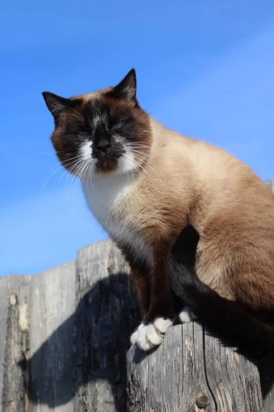 Thai Siamese Katt Med Blå Ögon Sitter Trä Village Fence — Stockfoto