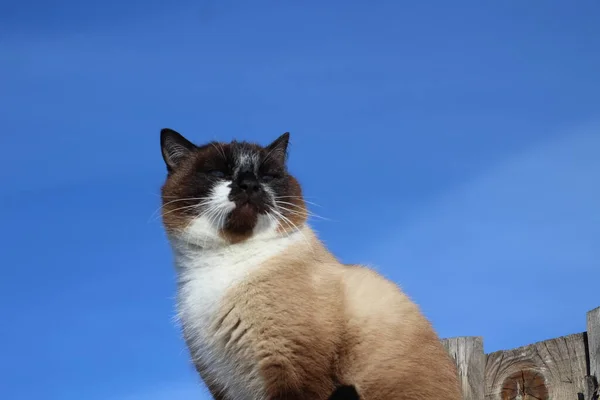 Thai Siamese Katt Med Blå Ögon Sitter Trä Village Fence — Stockfoto