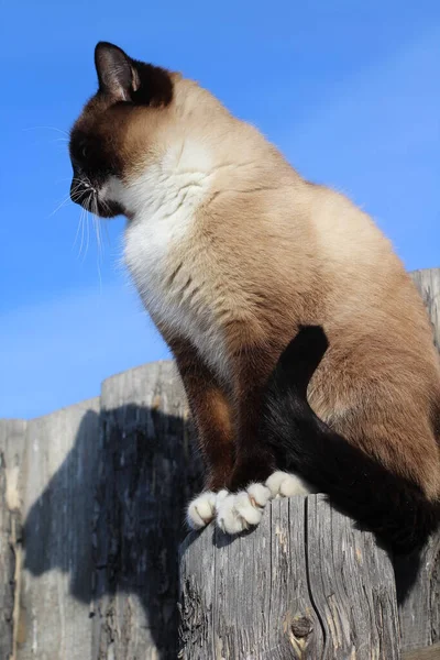 Thai Siamese Katt Med Blå Ögon Sitter Trä Village Fence — Stockfoto