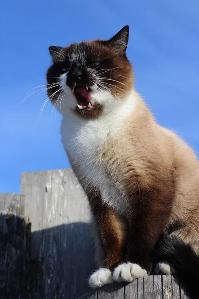 Gato Siamés Tailandés Con Ojos Azulesse Sienta Poste Madera Cerca —  Fotos de Stock