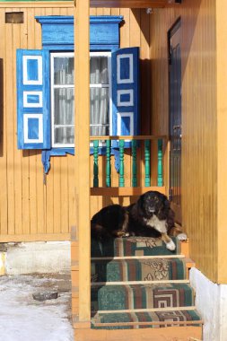 Tibet Mastiff Saf Köpek Çiftliği Eski Köy 'ü Koruyor. Siyah tüylü yetişkin köpek ahşap verandada uzanıyor ve kameraya bakıyor. 