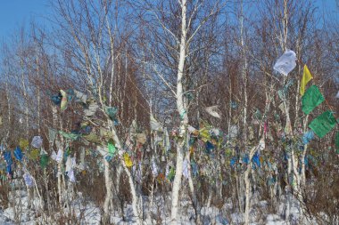 Kışın Birch Çıplak Ağaçlar Ormanında Budist Bayrakları