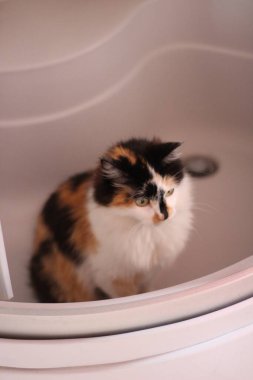 Pofuduk Kedi Banyo 'da Küvette Oturuyor. Sarı Gözlü Komik Kedi 