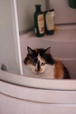 Pofuduk Kedi Banyo 'da Küvette Oturuyor. Sarı Gözlü Komik Kedi 