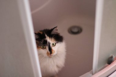 Pofuduk Kedi Banyo 'da Küvette Oturuyor. Sarı Gözlü Komik Kedi 