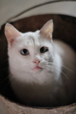 Kirli Kovada Oturan Şirin Beyaz Kedi. Mavi Şaşı Gözlü Komik Kedi Yavrusu, Pembe Burunlu ve Kabarık Bıyıklı Kameraya Bakan Kedi